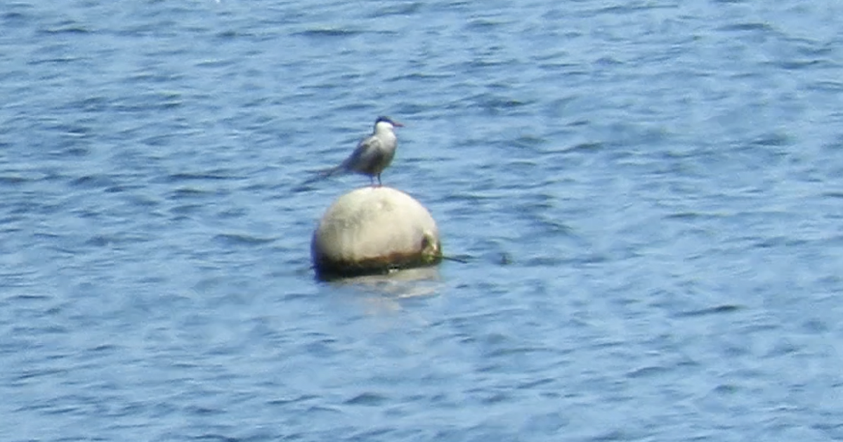 Whiskered Tern - Jesús Calderón