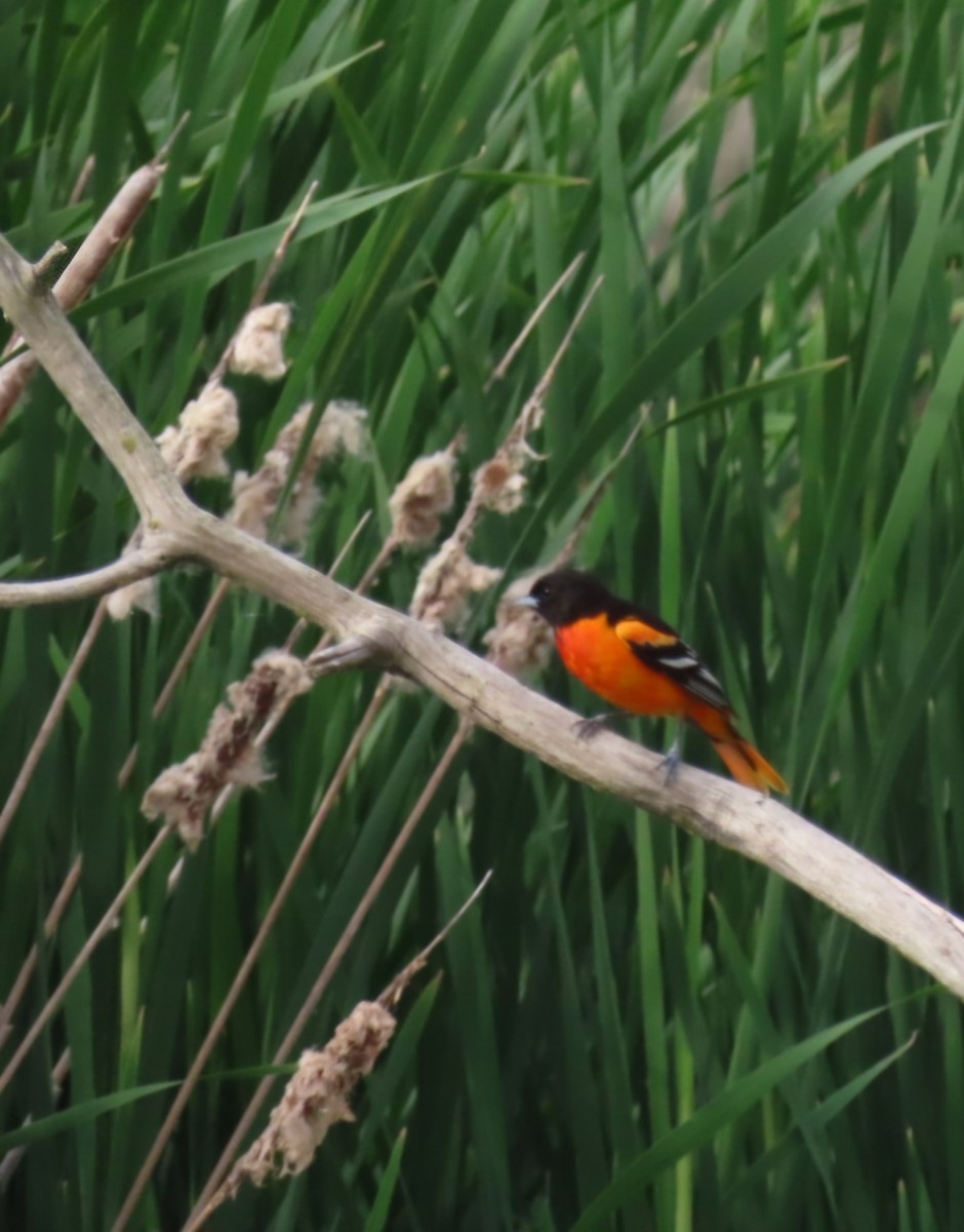 Baltimore Oriole - Richard Bradley