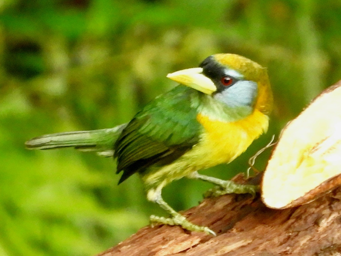 Red-headed Barbet - ML619543748