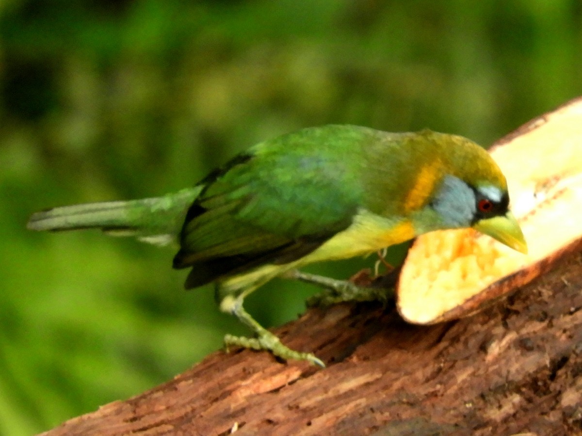 Red-headed Barbet - Juan Delgado