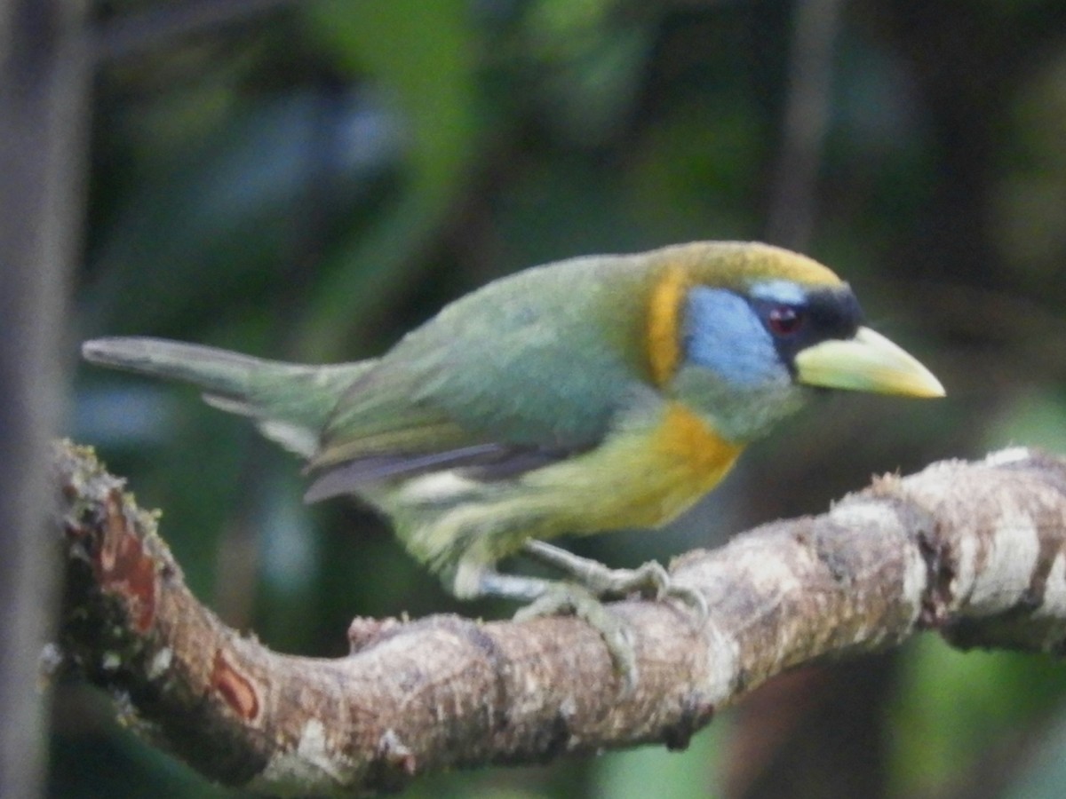 Red-headed Barbet - Juan Delgado