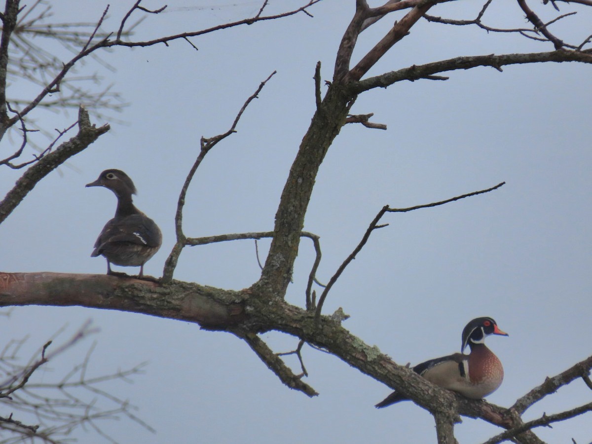 Wood Duck - Richard Bradley