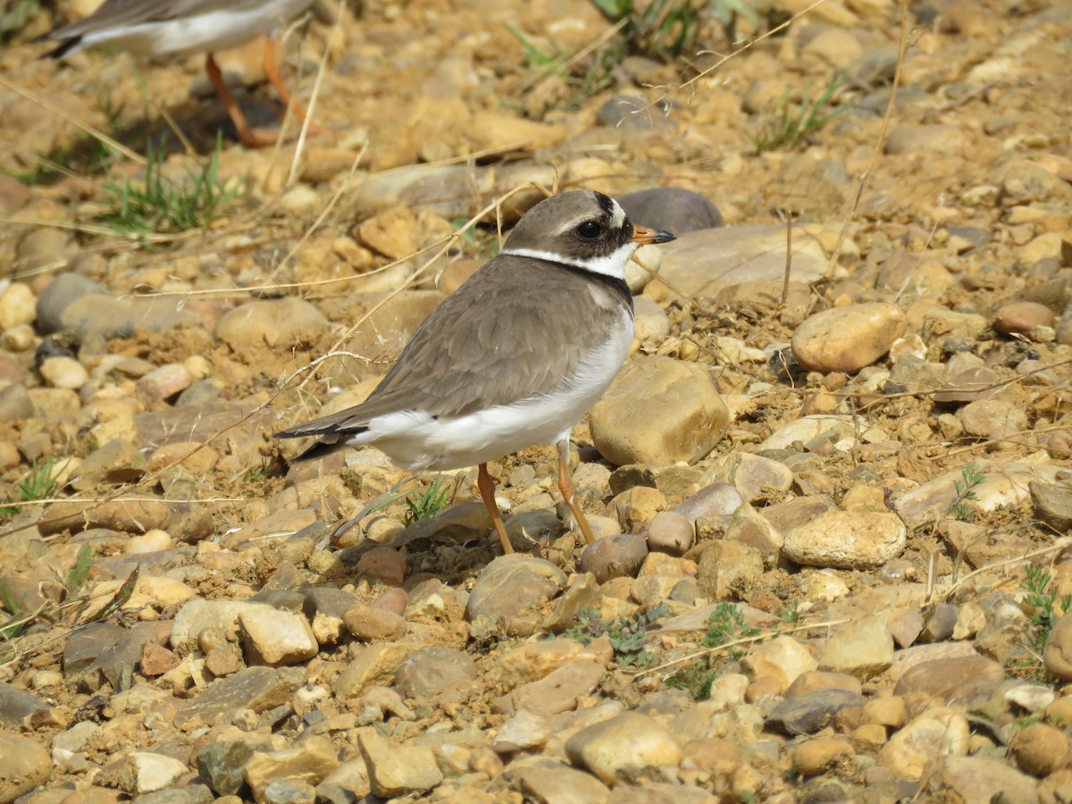 Common Ringed Plover - ML619543758