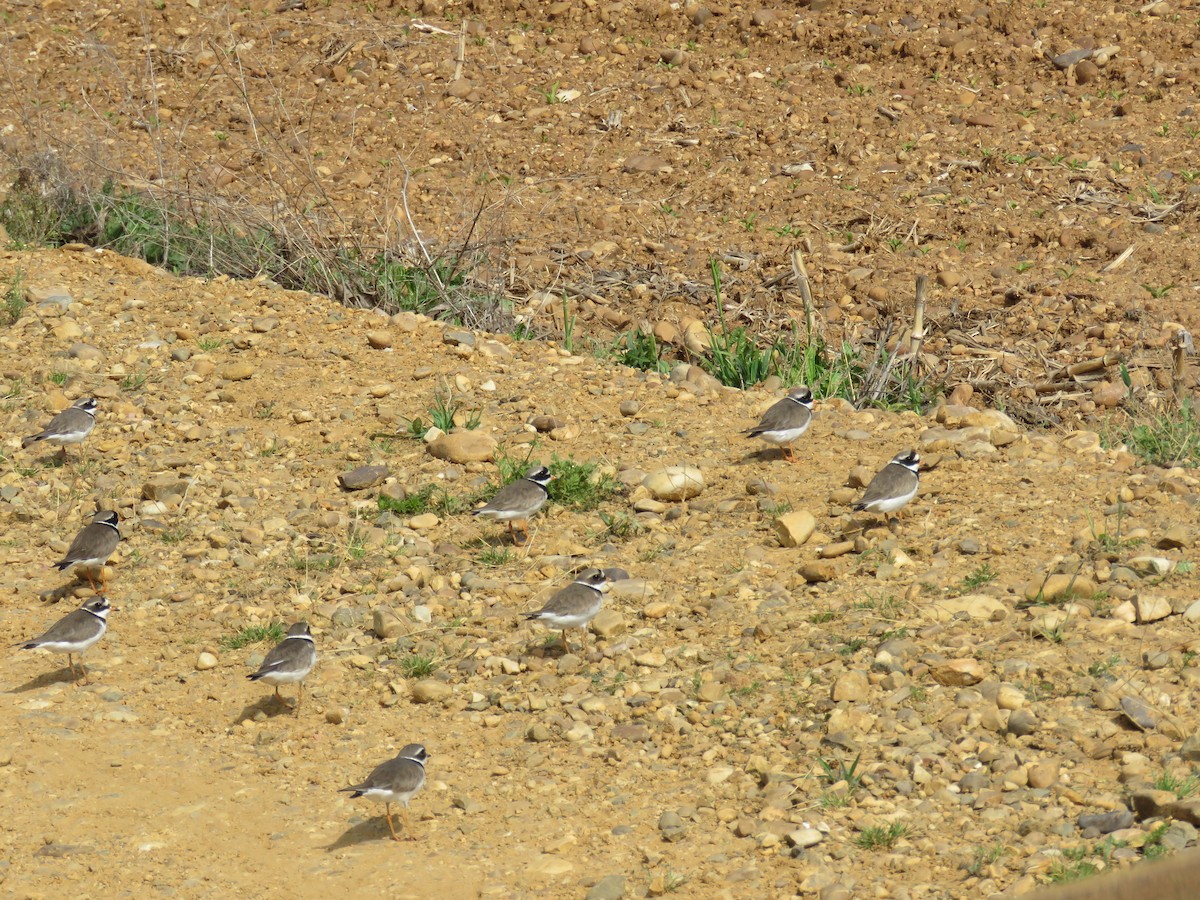 Common Ringed Plover - ML619543759