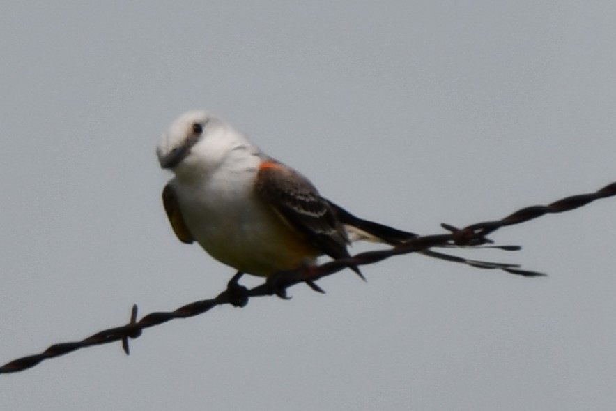 Scissor-tailed Flycatcher - Carmen Ricer