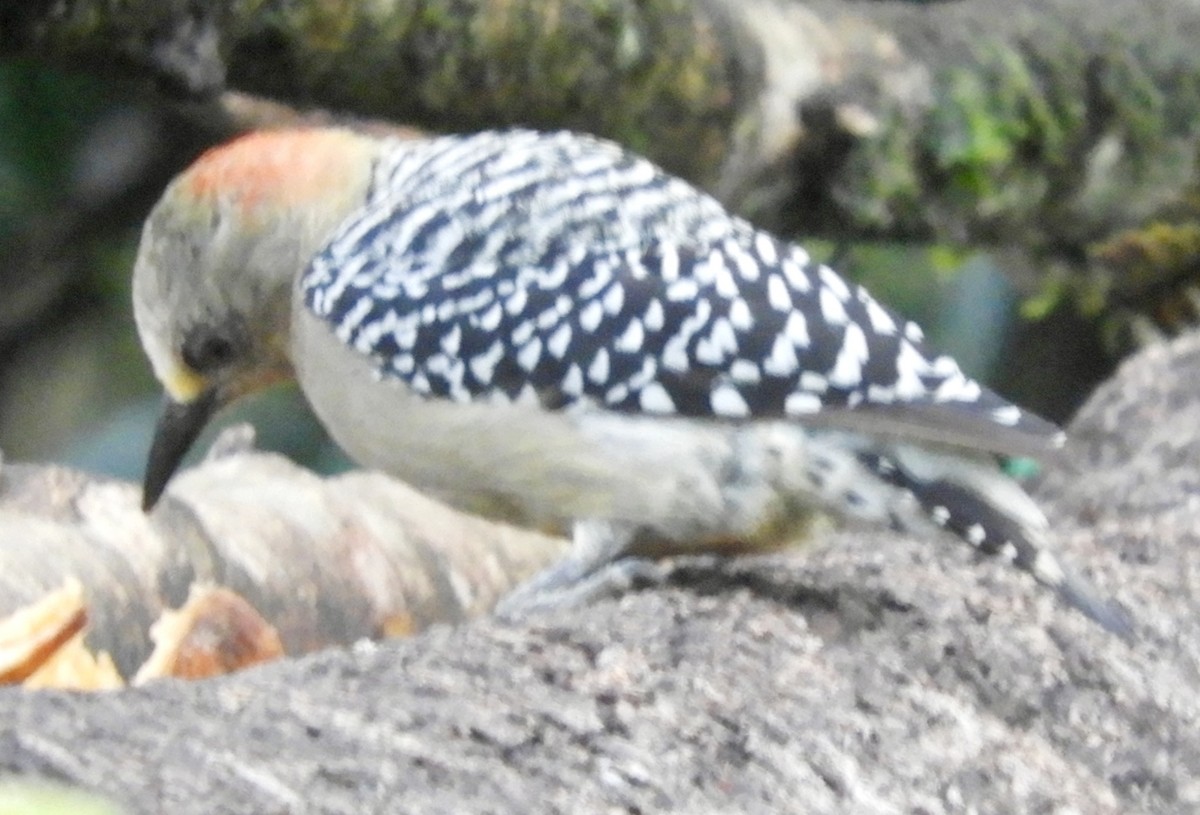 Red-crowned Woodpecker - Juan Delgado