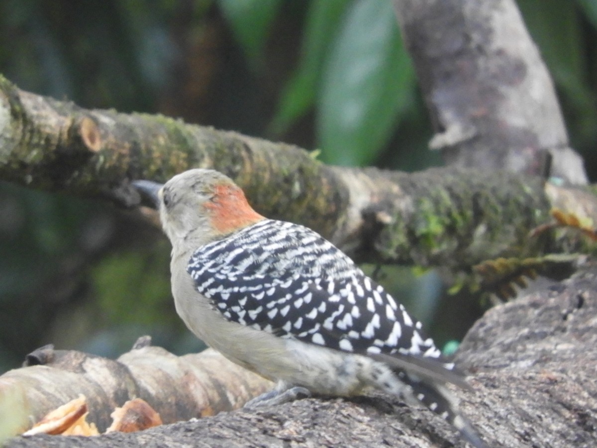 Red-crowned Woodpecker - Juan Delgado