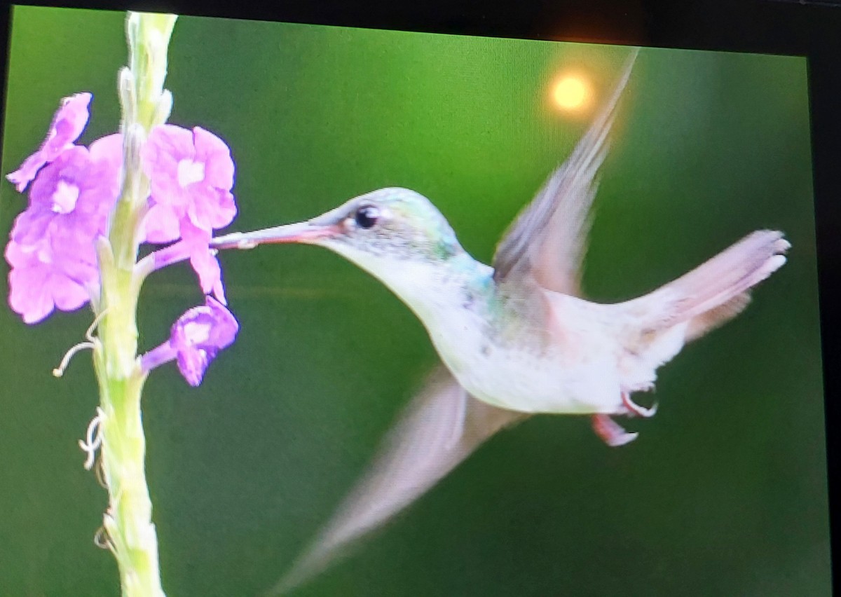 White-bellied Emerald - ML619543778