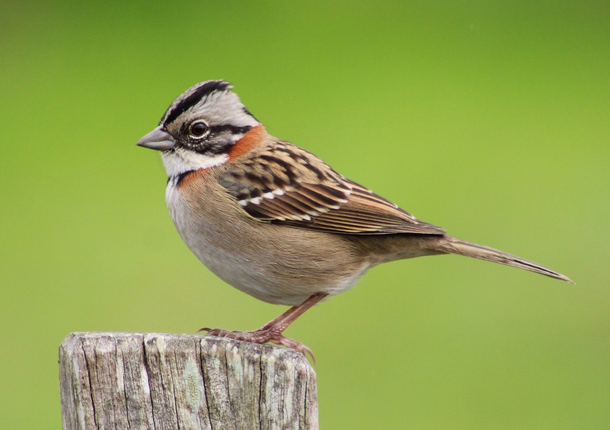 Rufous-collared Sparrow - Pablo Romano