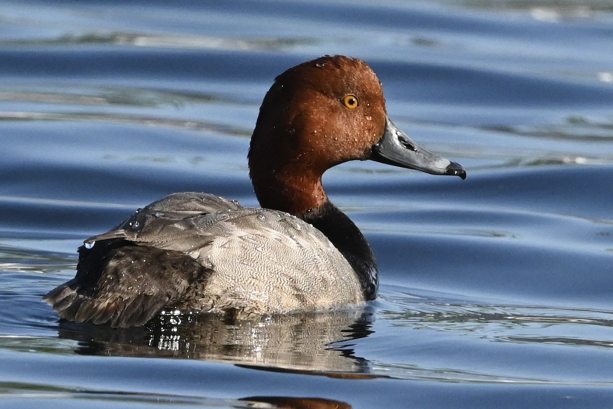 Redhead - David Napravnik