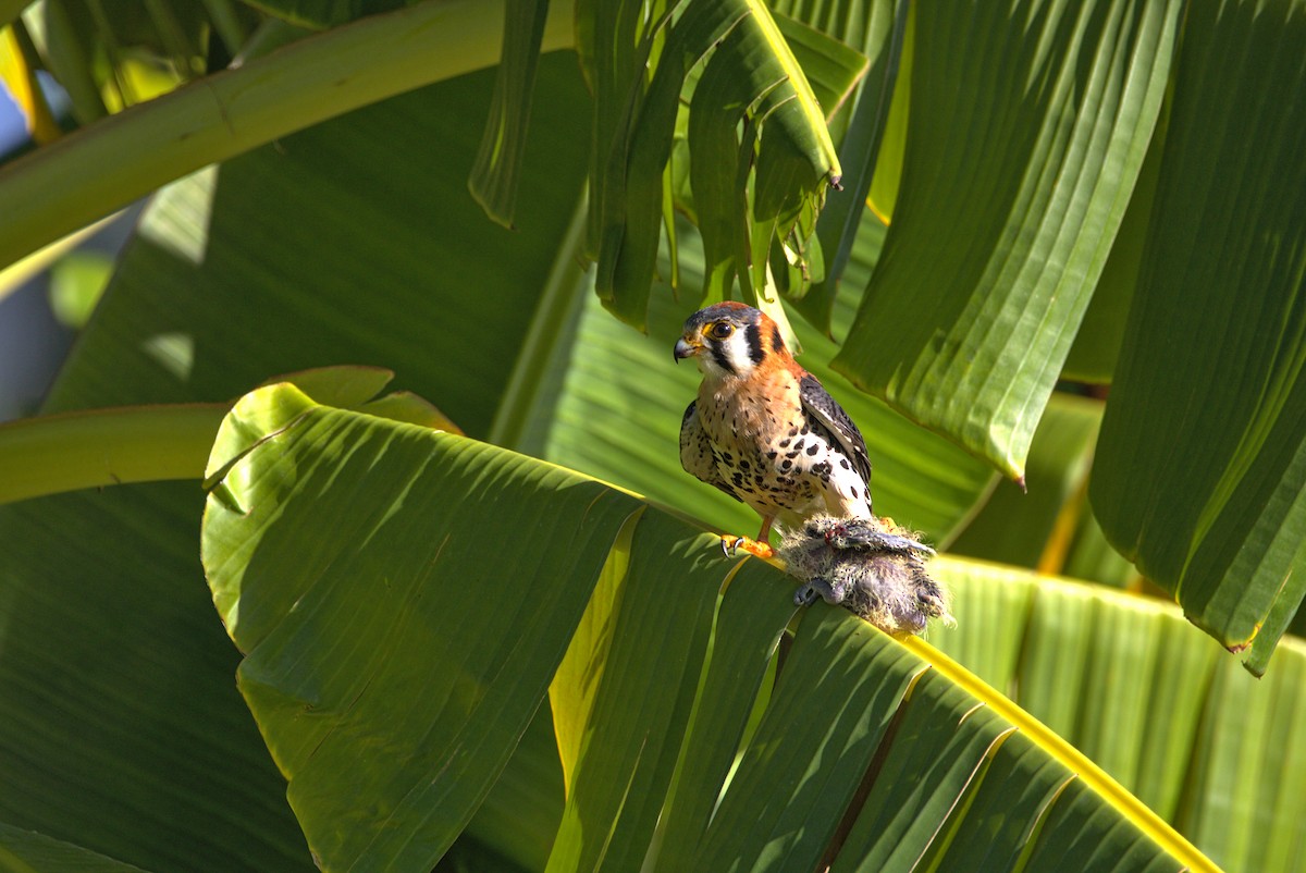 American Kestrel - Mattéo Antoine