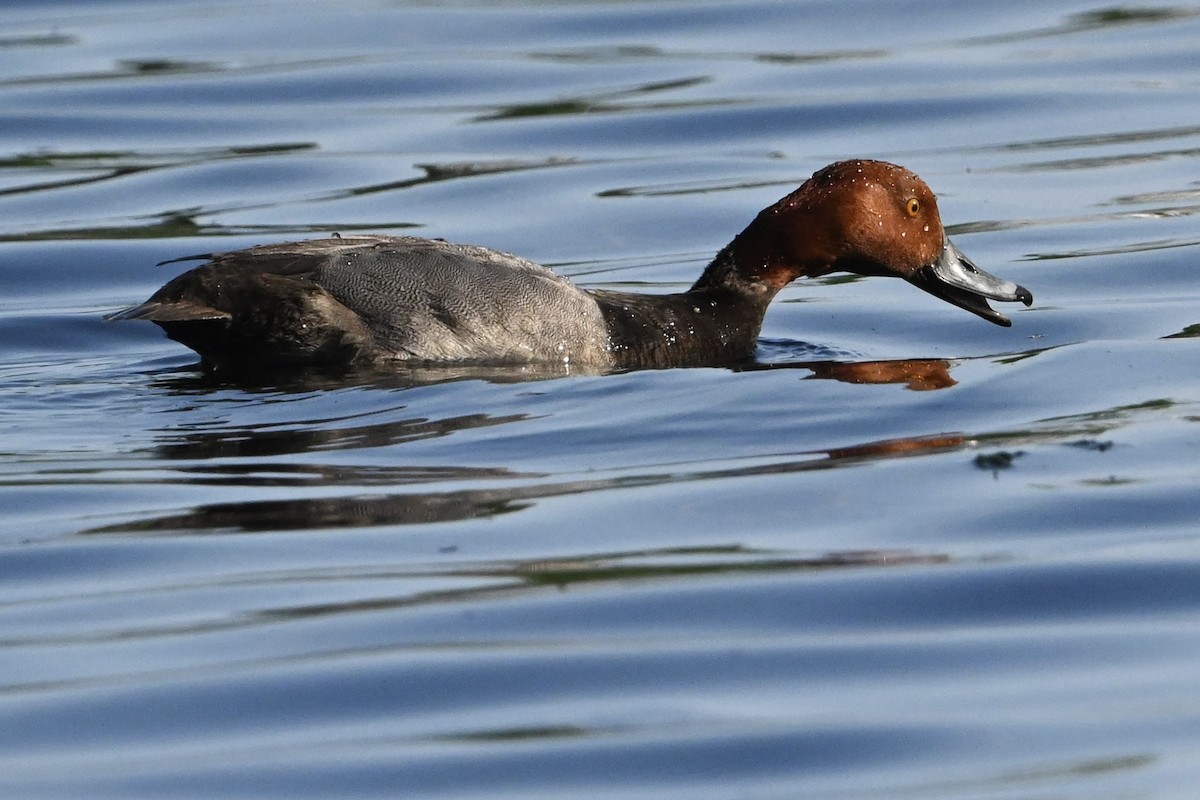 Redhead - David Napravnik