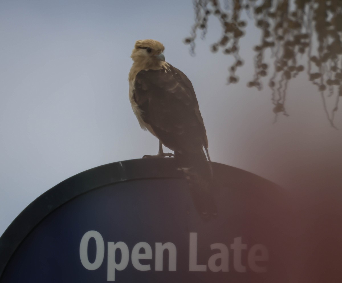 Yellow-headed Caracara - ML619543796