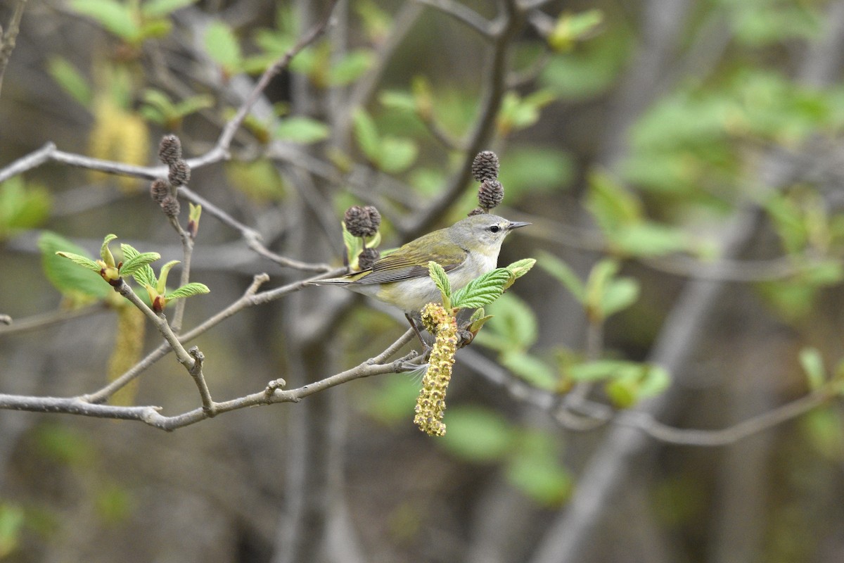 Tennessee Warbler - Devin Johnstone