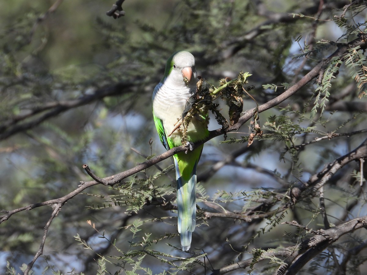 Monk Parakeet - ML619543799