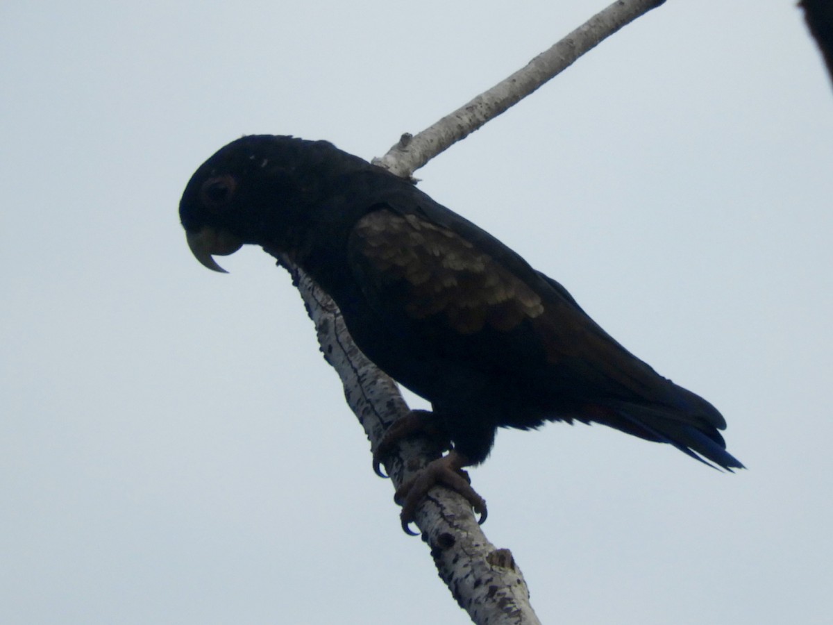 Bronze-winged Parrot - ML619543803