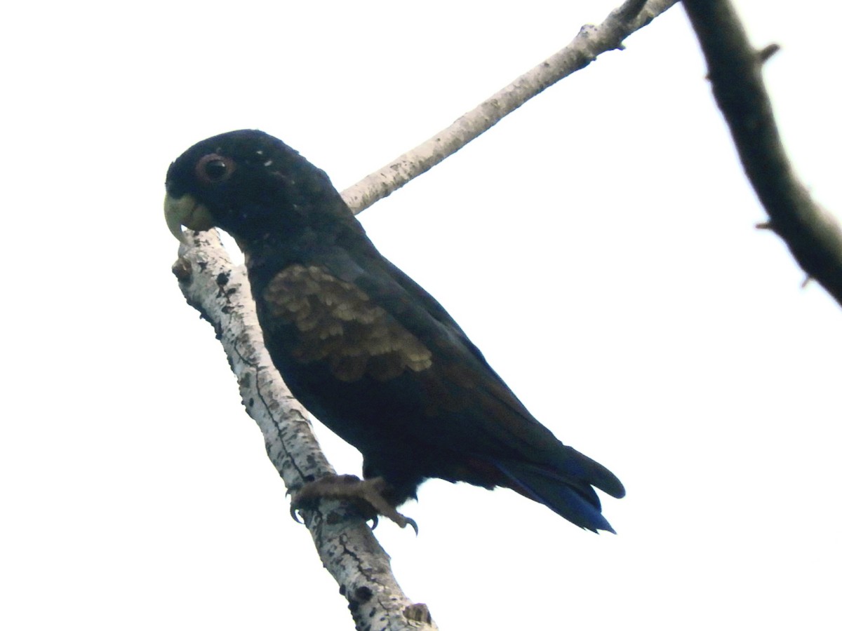 Bronze-winged Parrot - ML619543804