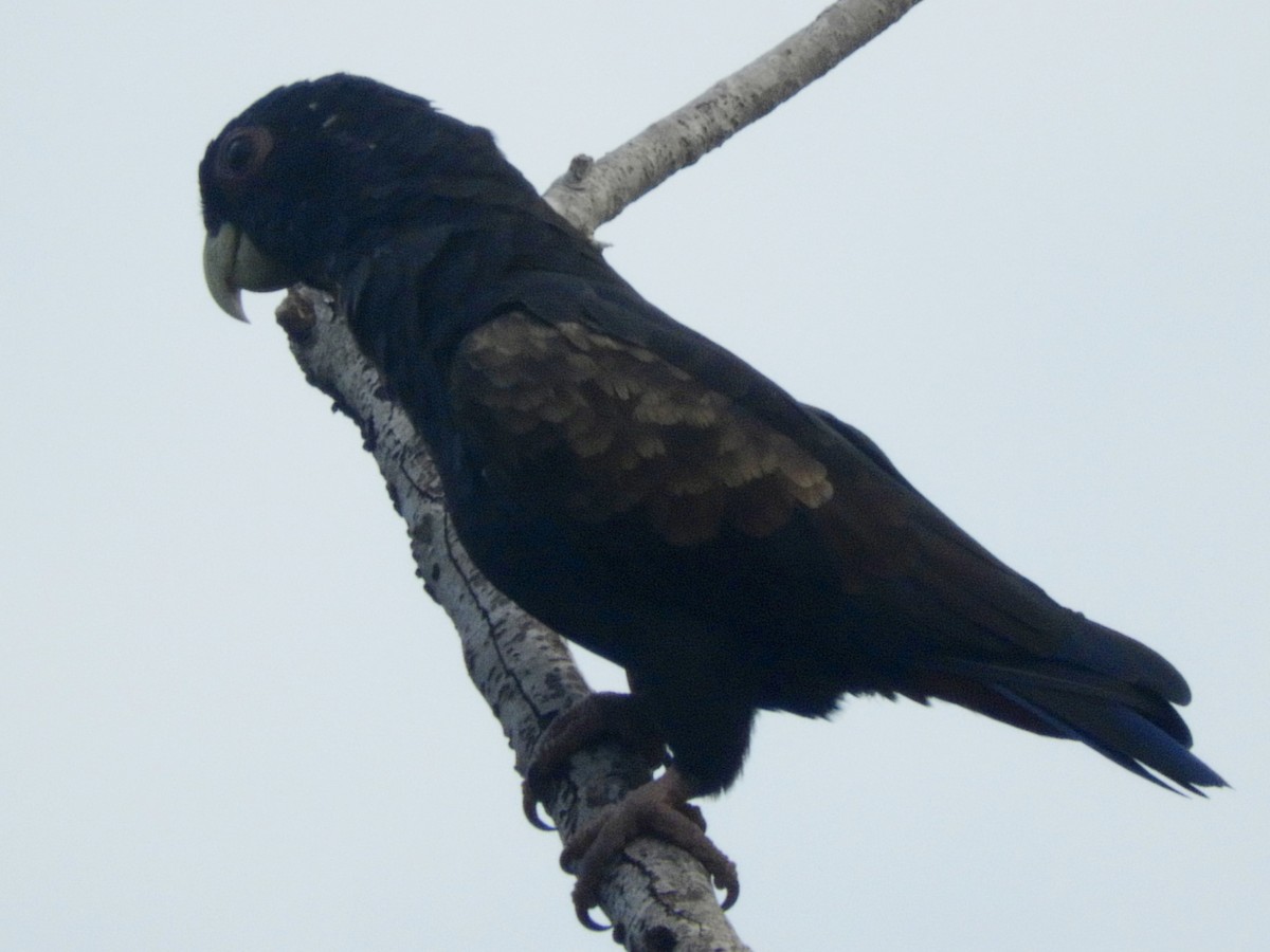 Bronze-winged Parrot - Juan Delgado