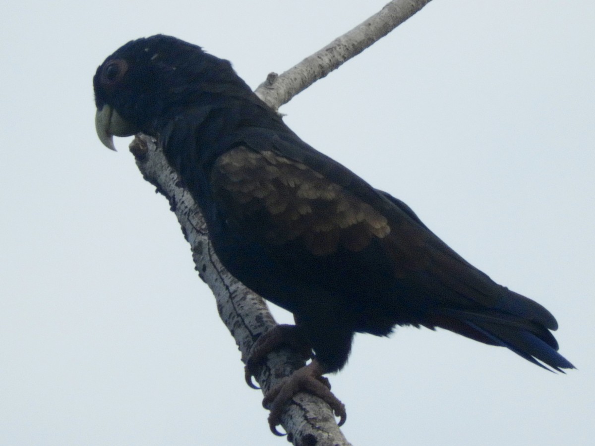 Bronze-winged Parrot - ML619543805