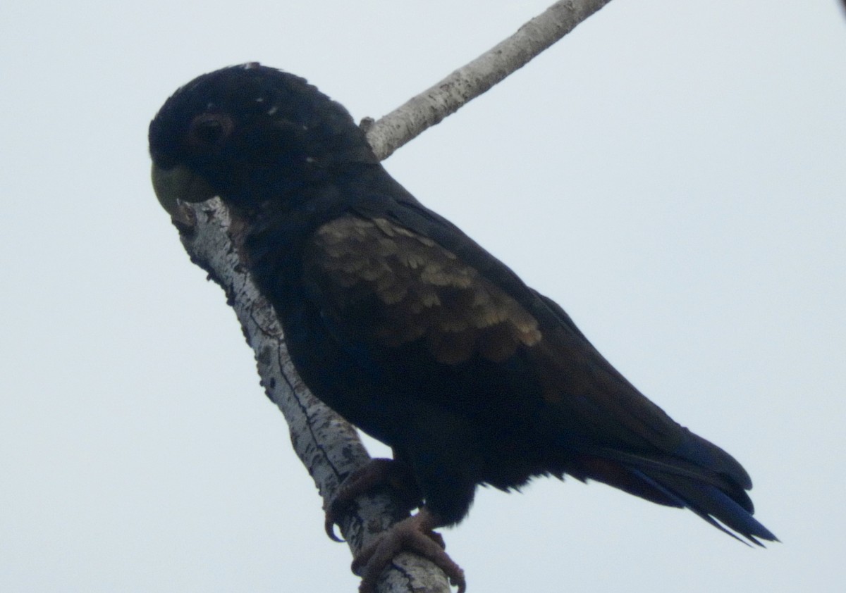 Bronze-winged Parrot - Juan Delgado