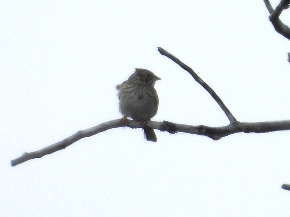 Vesper Sparrow - Paolo Matteucci