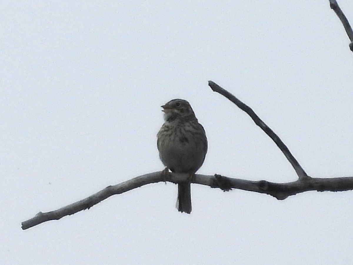 Vesper Sparrow - Paolo Matteucci