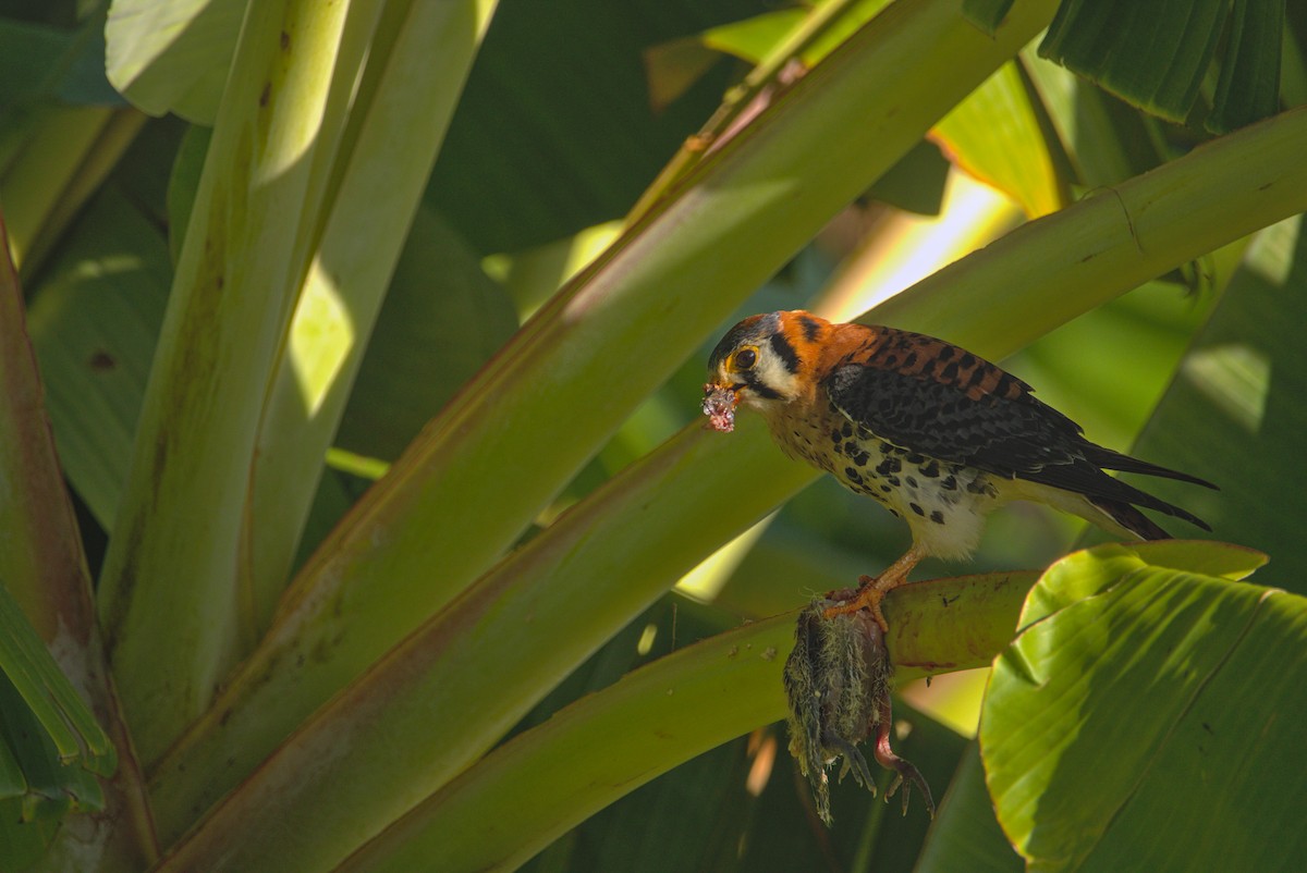 American Kestrel - Mattéo Antoine