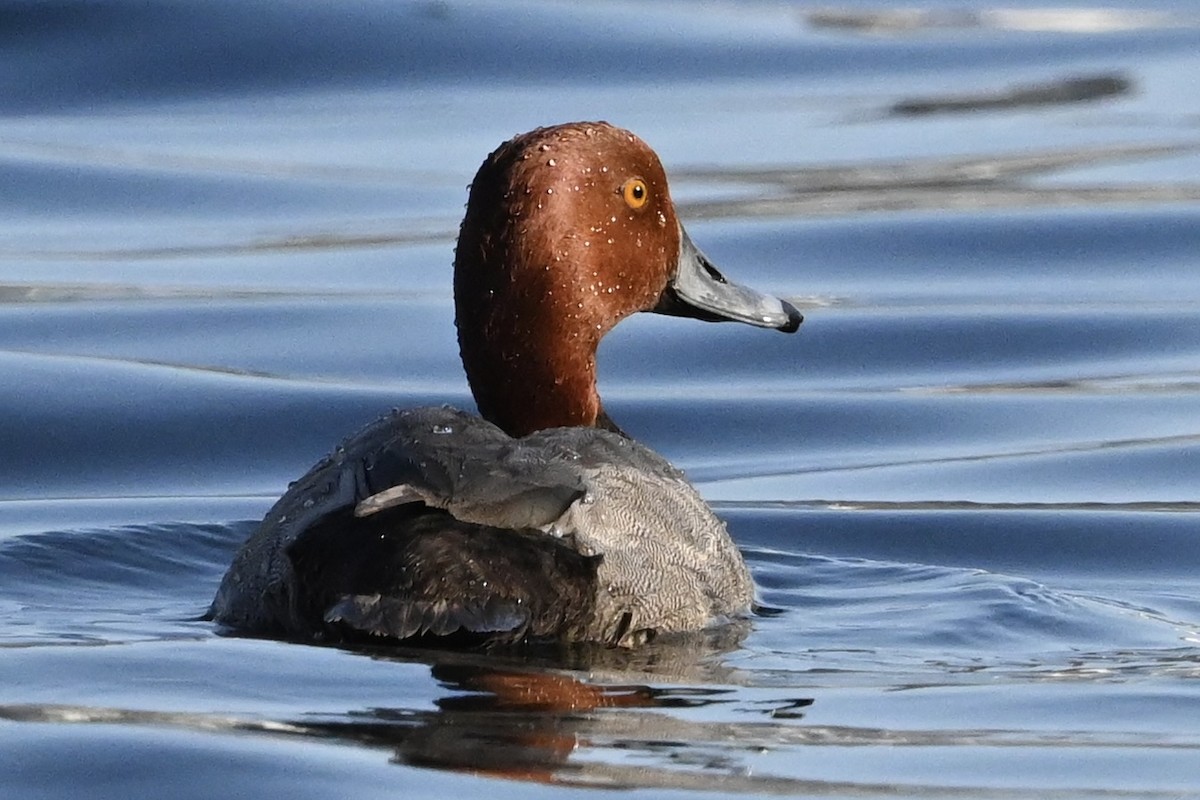 Redhead - David Napravnik