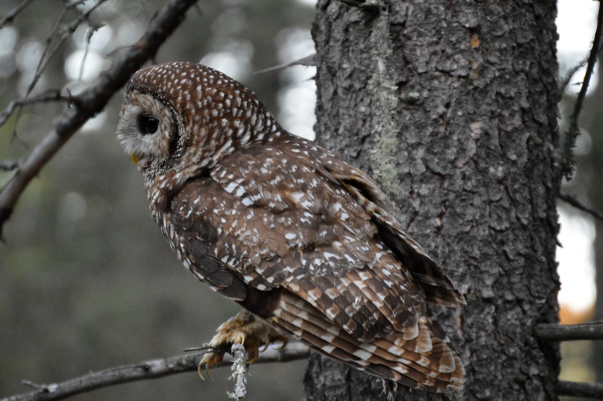 Spotted Owl (Mexican) - Juniper Vane