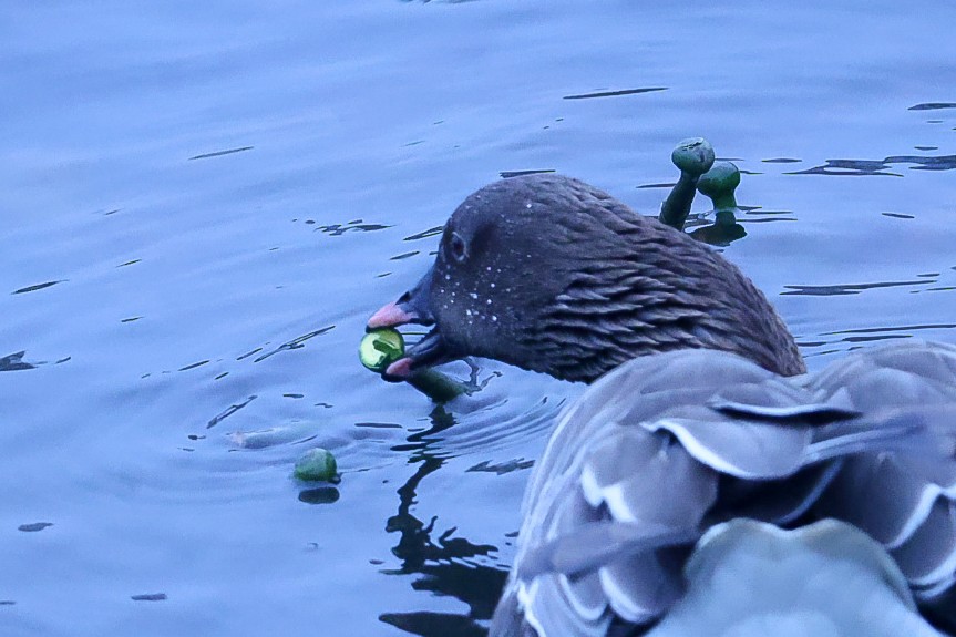 Pink-footed Goose - Glenn Mitchell