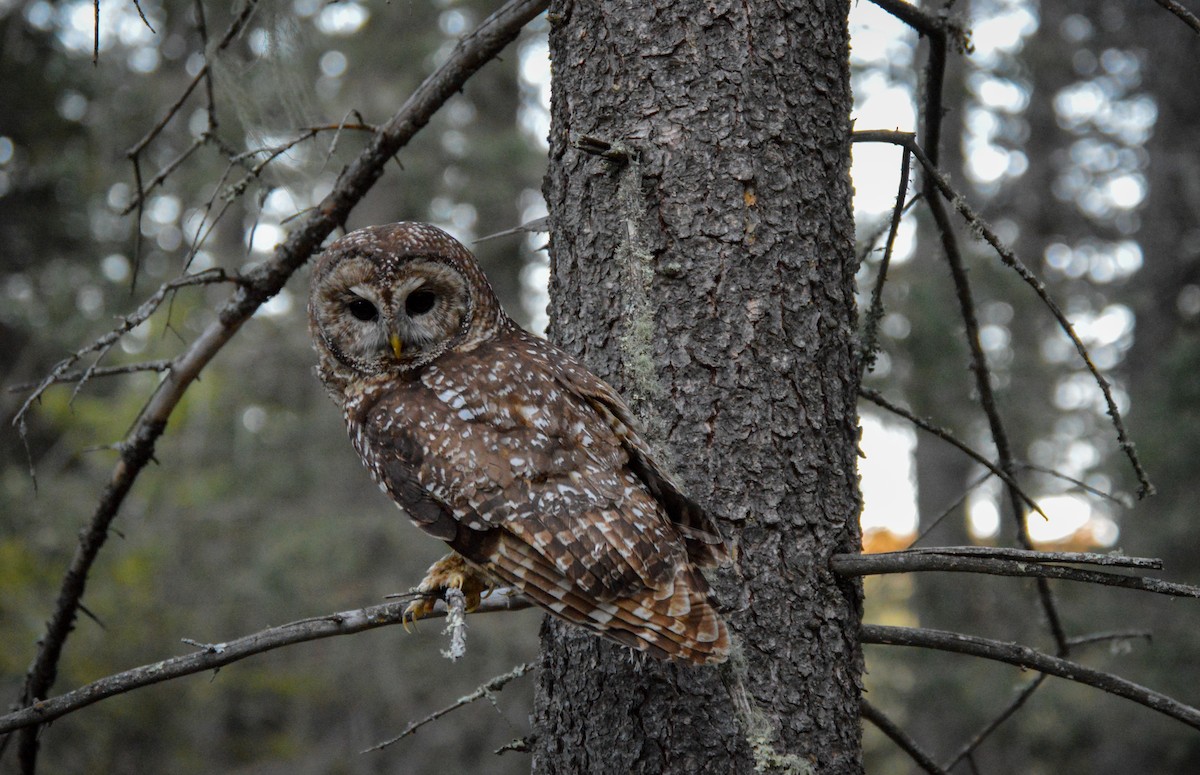 Spotted Owl (Mexican) - Juniper Vane