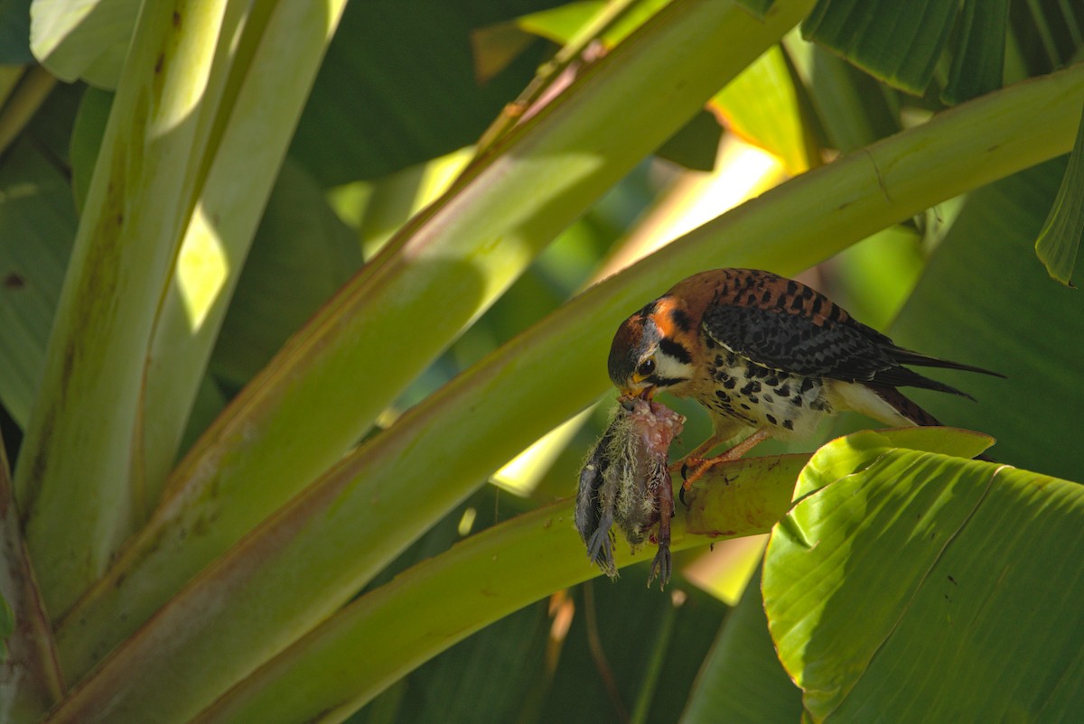 American Kestrel - Mattéo Antoine