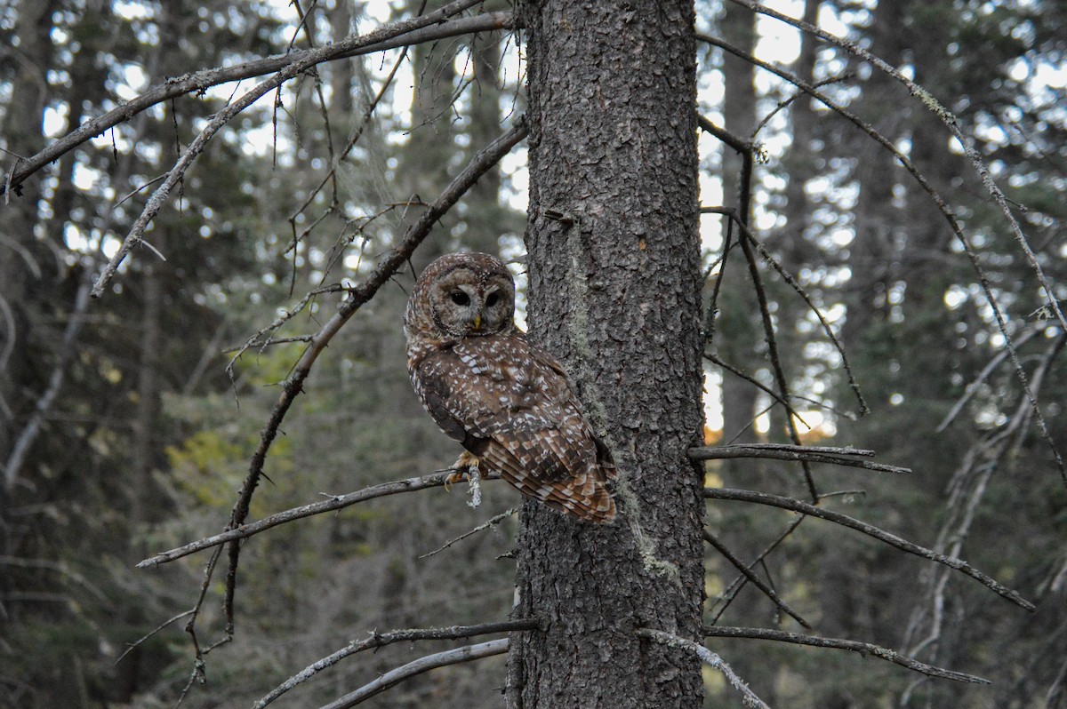 Spotted Owl (Mexican) - Juniper Vane