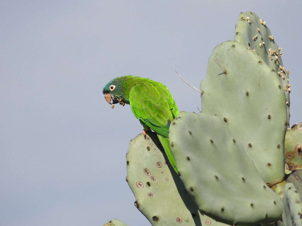 Blue-crowned Parakeet - Raul Ibarra