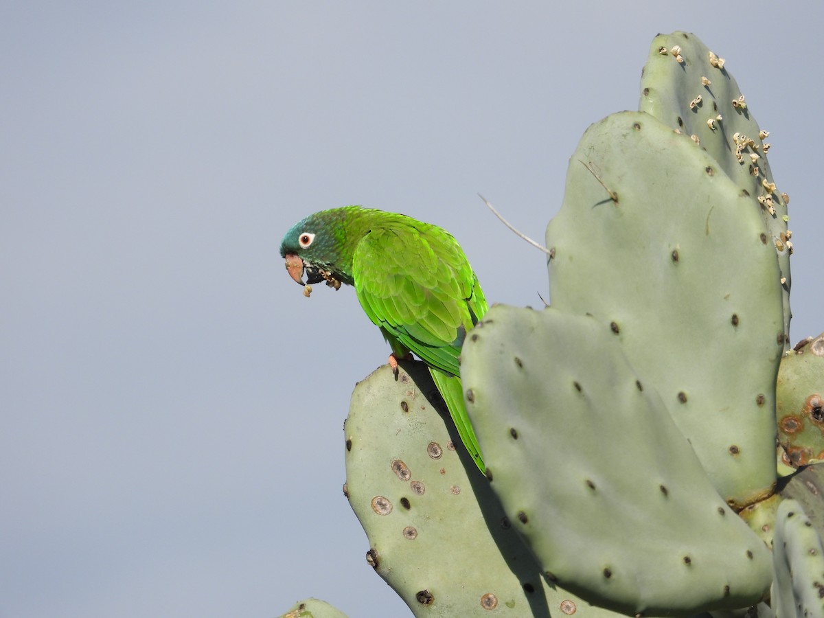 Blue-crowned Parakeet - ML619543826