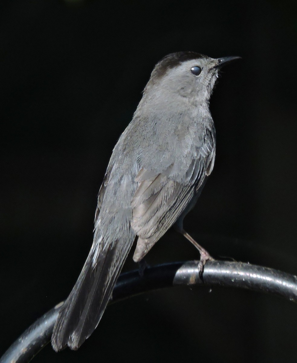 Pájaro Gato Gris - ML619543827