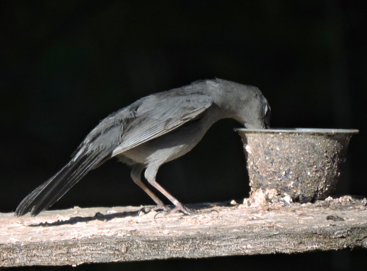 Gray Catbird - Eric Michael