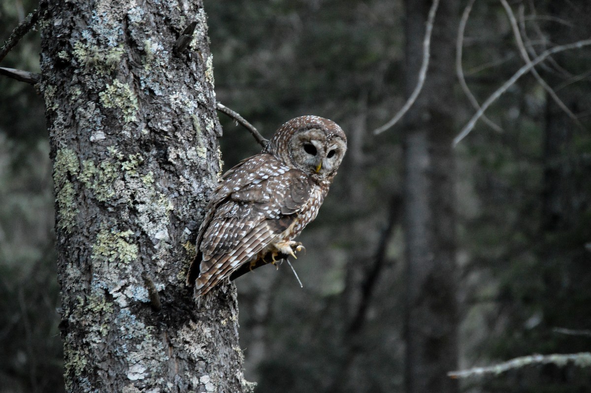 Spotted Owl (Mexican) - Juniper Vane