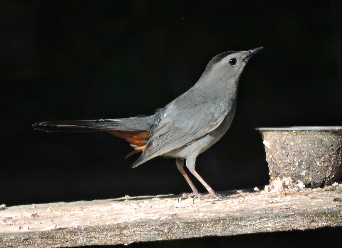 Pájaro Gato Gris - ML619543833