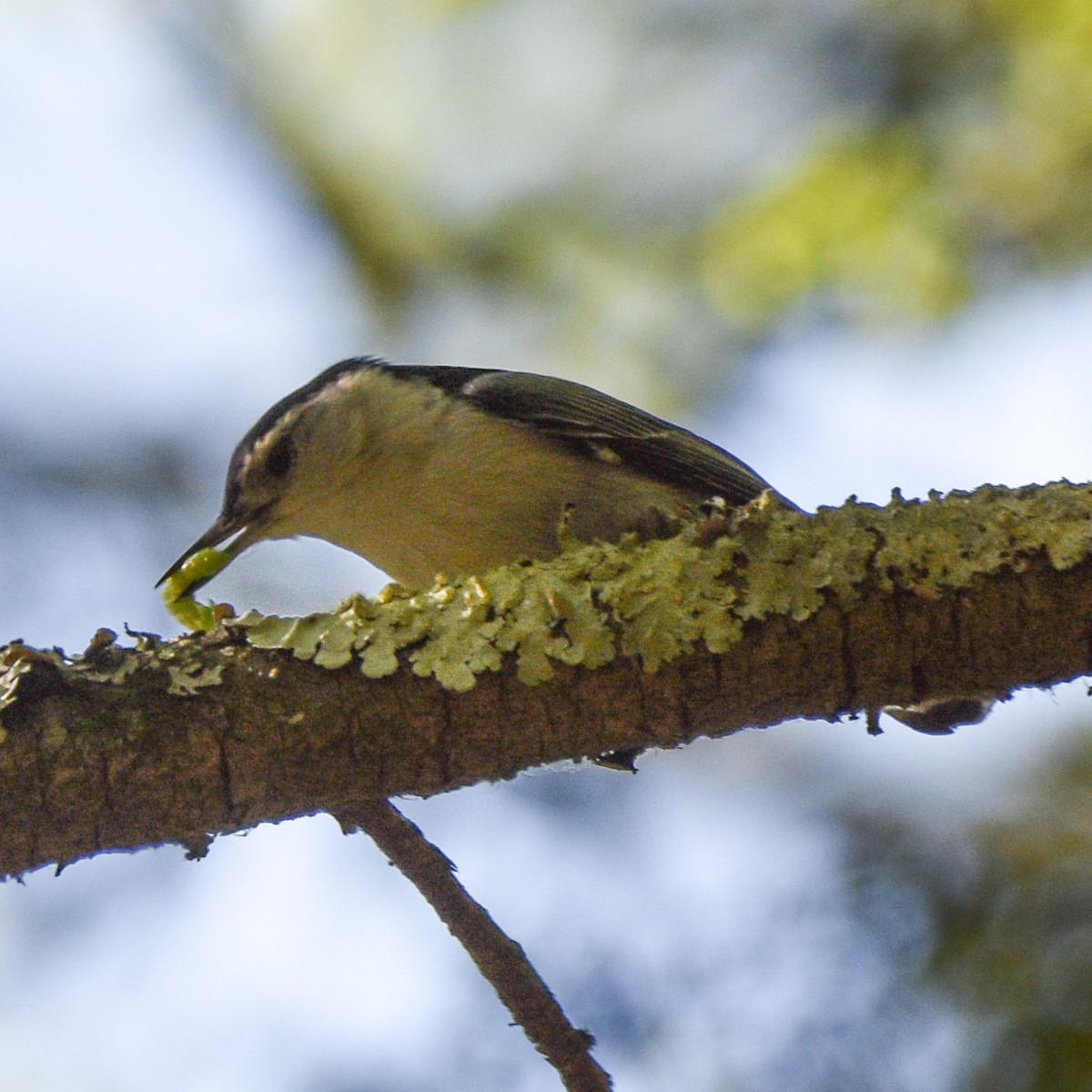 White-breasted Nuthatch - William Kelly