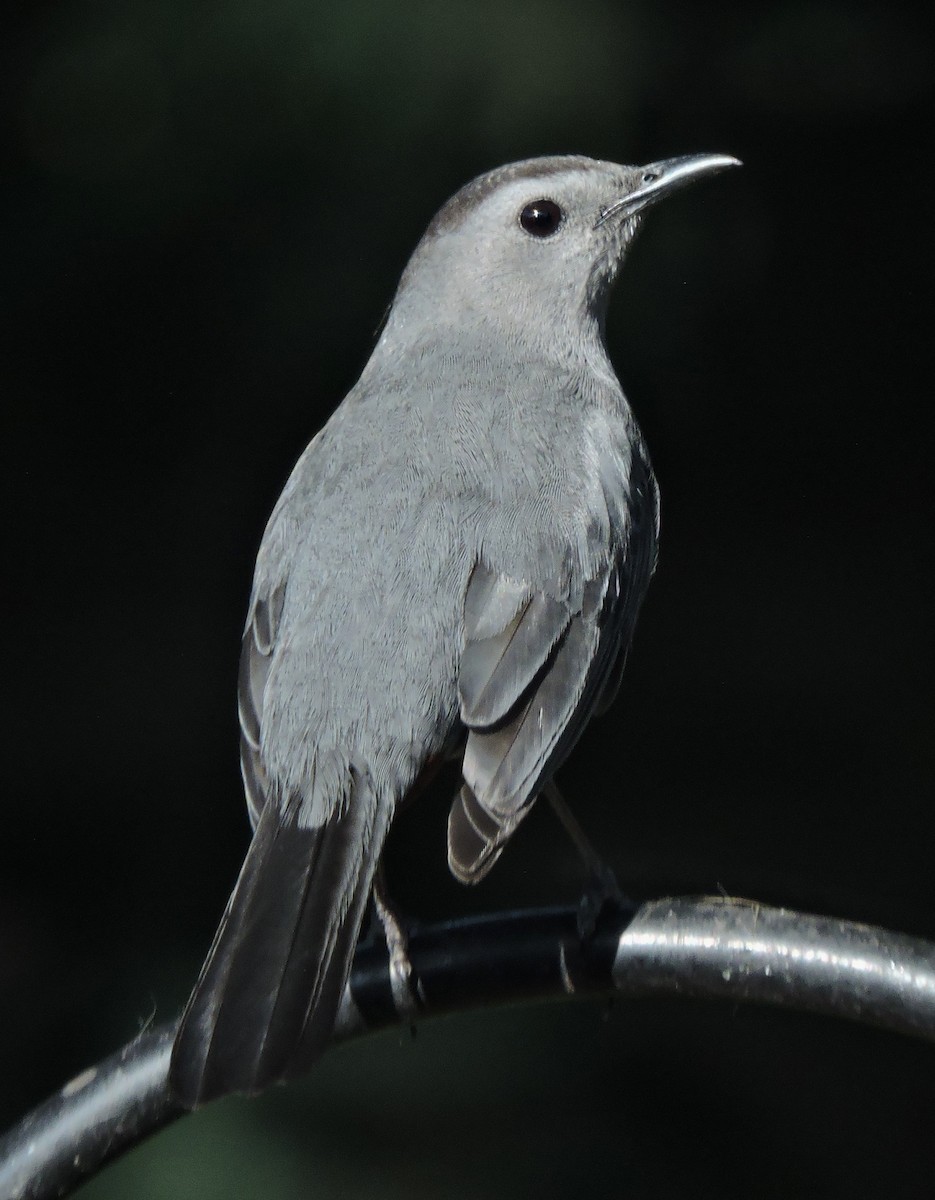 Pájaro Gato Gris - ML619543842