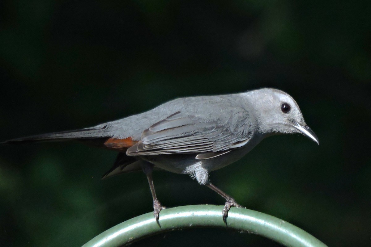 Pájaro Gato Gris - ML619543844