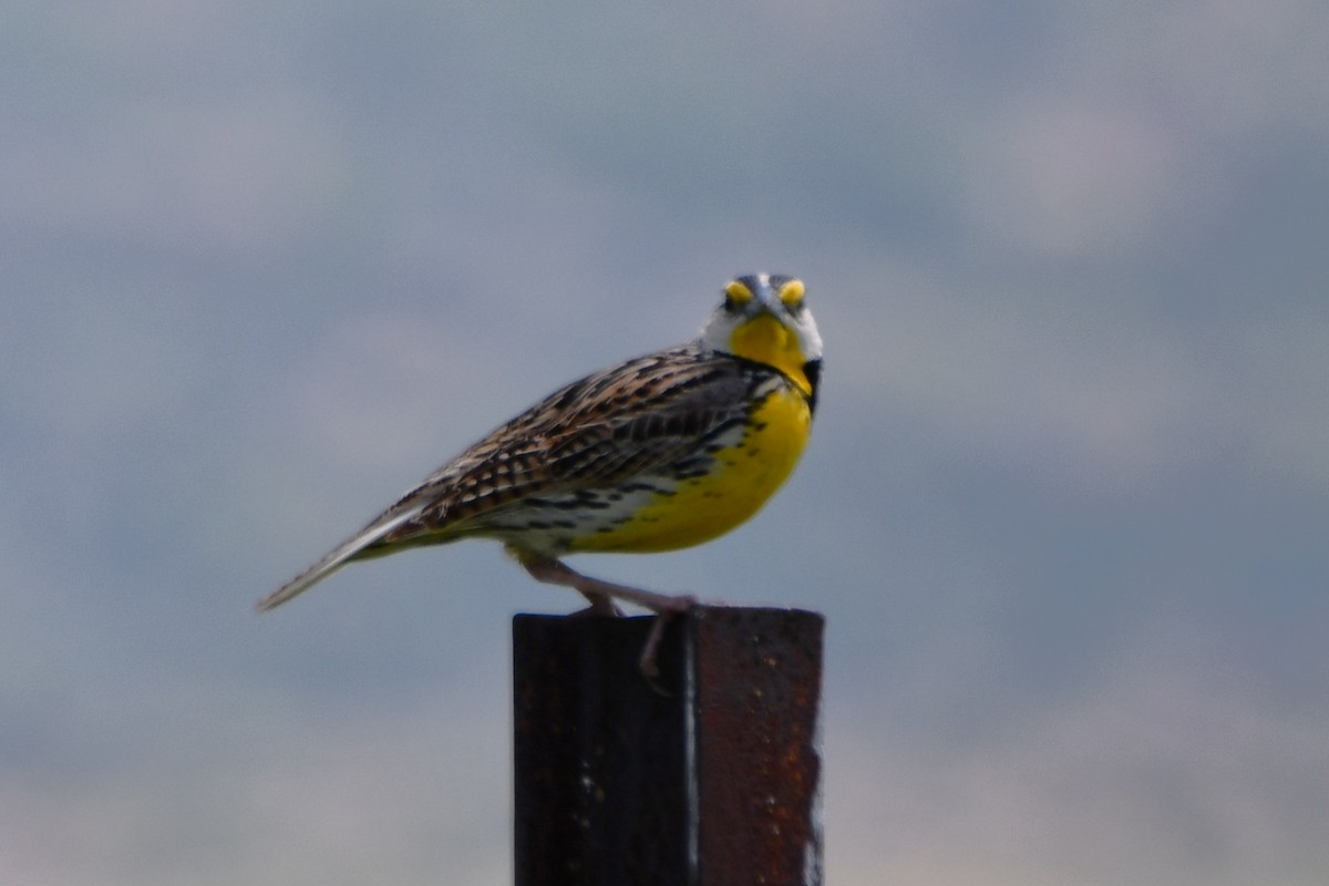 Eastern Meadowlark - Carmen Ricer