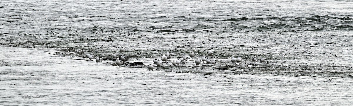 Bonaparte's Gull - Sylvain Cardinal