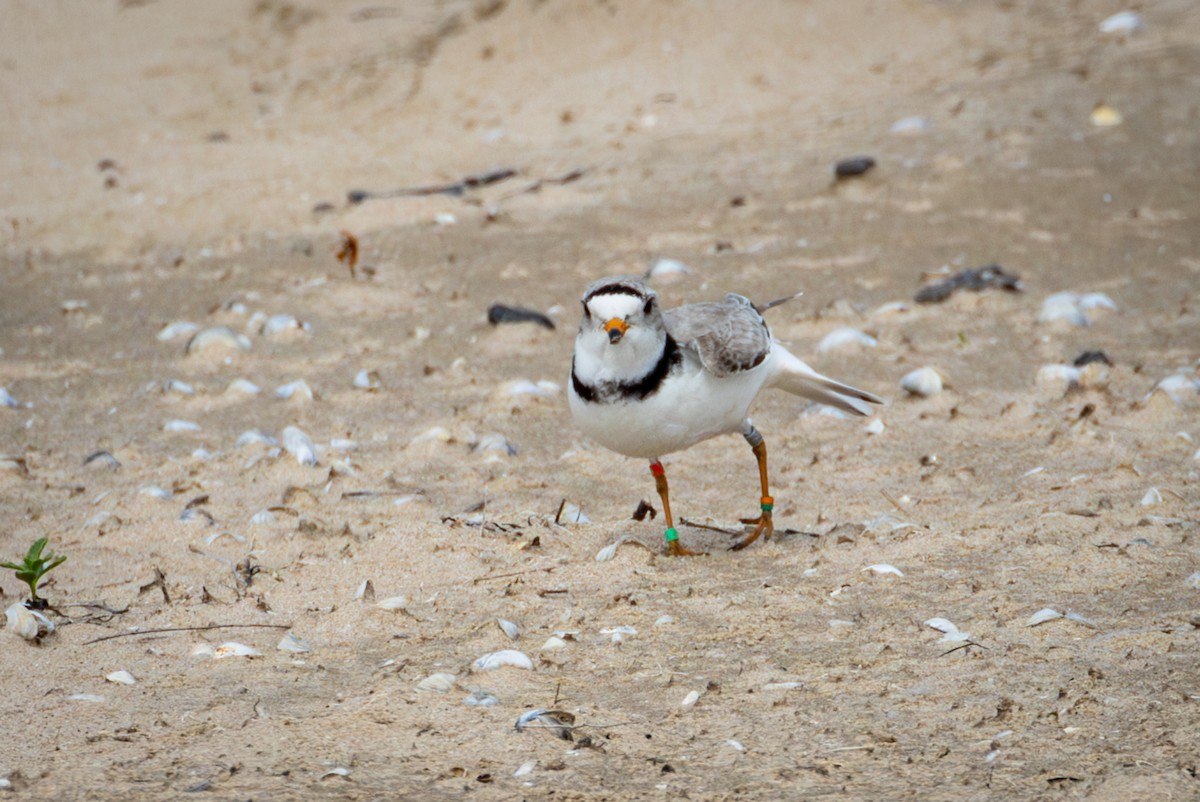 Piping Plover - Michael Warner