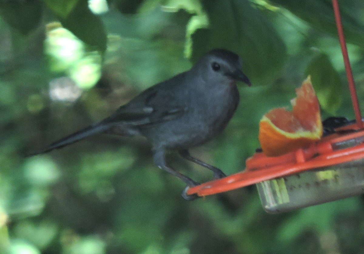 Gray Catbird - Eric Michael