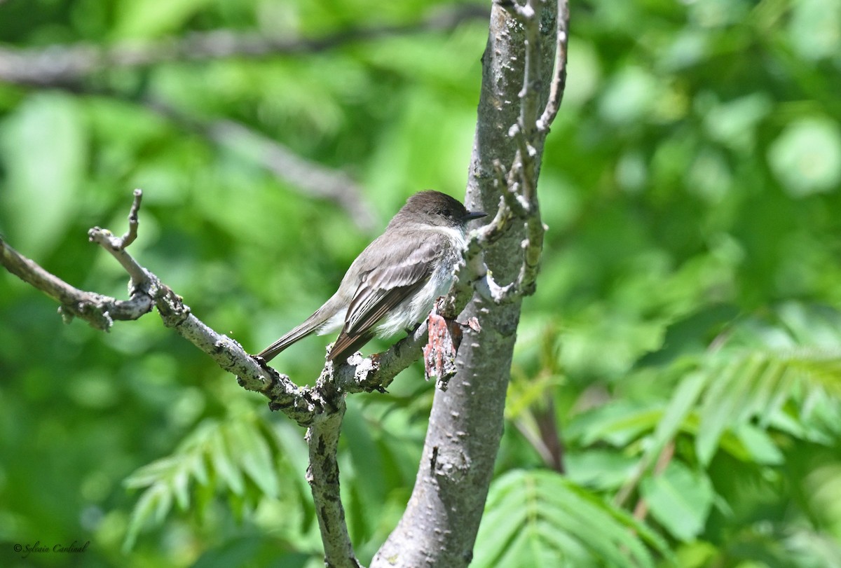 Eastern Phoebe - Sylvain Cardinal