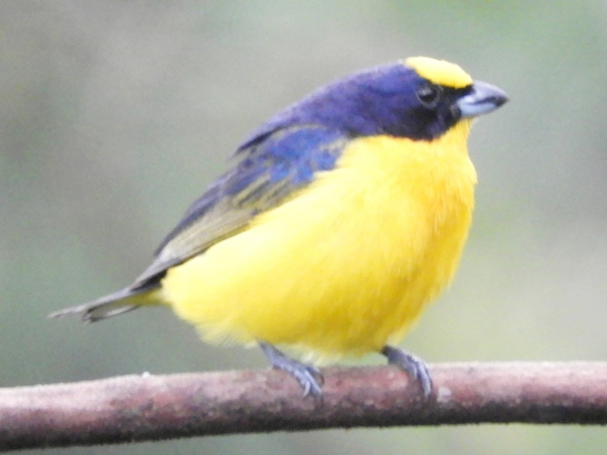 Thick-billed Euphonia - Juan Delgado