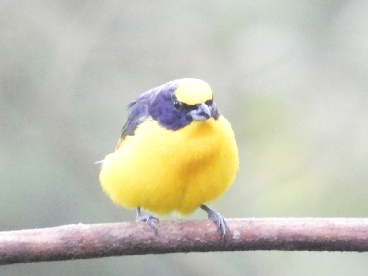 Thick-billed Euphonia - Juan Delgado