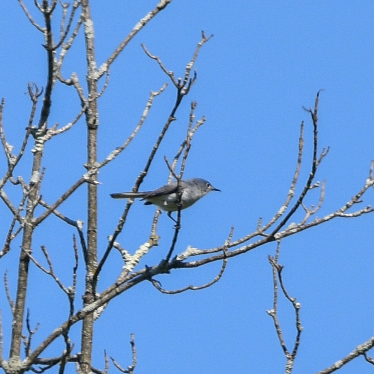 Blue-gray Gnatcatcher - William Kelly